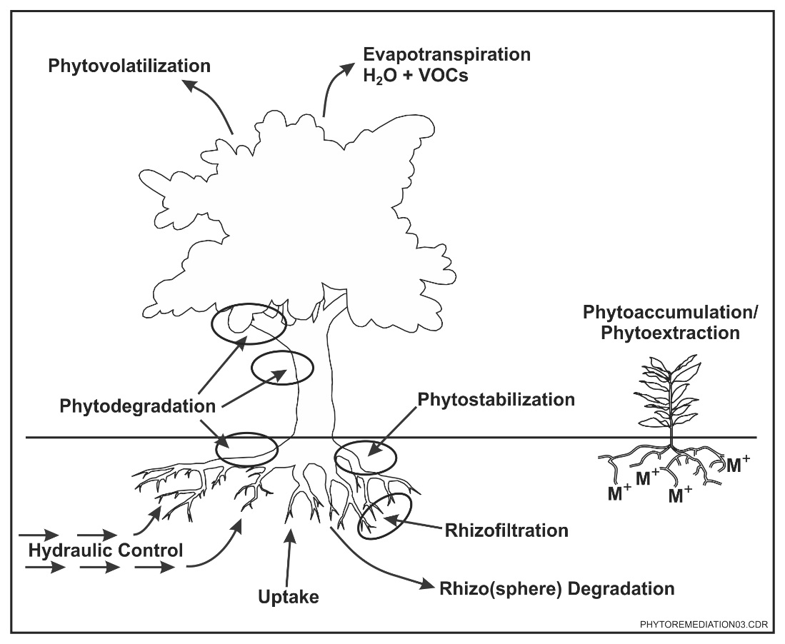 Schematic of Phytoremediation Processes